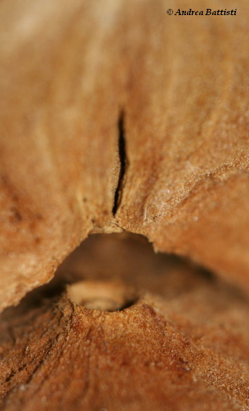 GALLA DI ROVERELLA   QUERCUS PUBESCENS !!